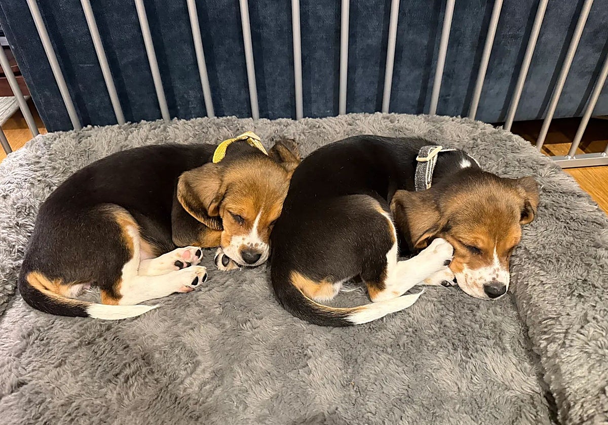 Mascotas modificadas genéticamente al gusto de cada amo: «Es algo tremendamente imprudente»
