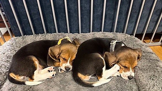 Mascotas modificadas genéticamente al gusto de cada amo: «Es algo tremendamente imprudente»