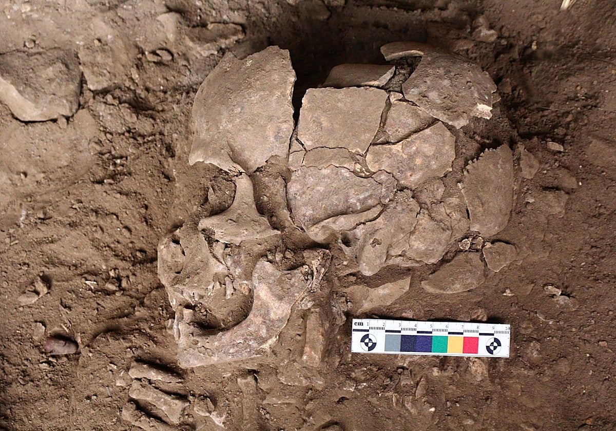 Chupar nueces estimulantes, el primer colocón de la humanidad hace 25.000 años miniatura