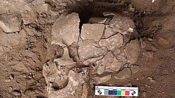 Chupar nueces estimulantes, el primer colocón de la humanidad hace 25.000 años