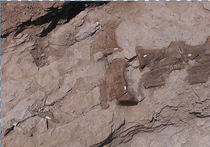 Algunos de los huesos del diplodocus.