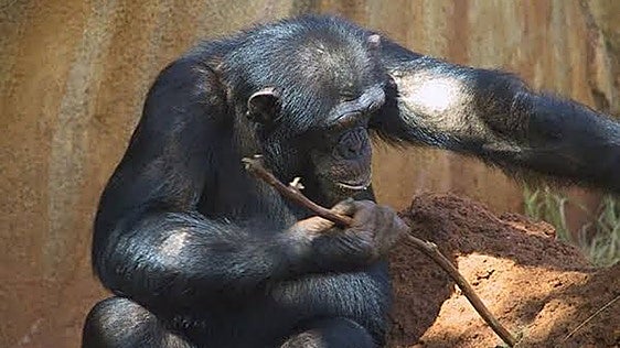 Descubren que los chimpancés ceden sus propias herramientas para 'educar' a sus crías