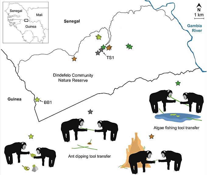 Mapa de Dindefelo, en Senegal, con los lugares donde los investigadores registraron transferencias de herramientas de pesca de algas (verde oscuro), inmersión de hormigas (gris oscuro), pesca de termitas (marrón), y transferencias de frutos de baobab (verde claro).
