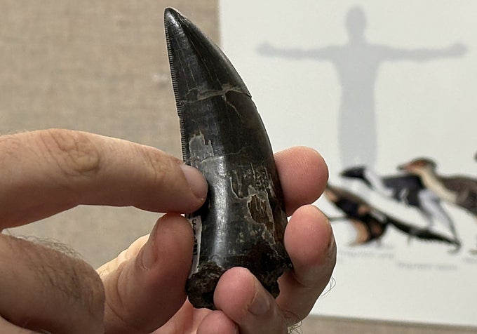 Robert Eagle, autor principal del nuevo estudio, señala detalles sobre uno de los dientes de T. rex utilizados para medir su temperatura corporal.