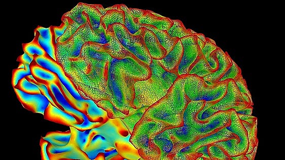 El cerebro humano no es uno, sino dos órganos distintos y 'acoplados' por la evolución