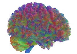 El atlas más completo de la corteza prefrontal muestra que el cerebro madura a los 24 años