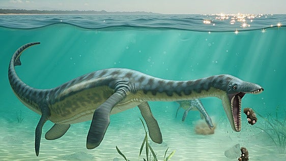 El vómito revela el secreto de los plesiosaurios, los monstruos marinos que regurgitaban a sus víctimas