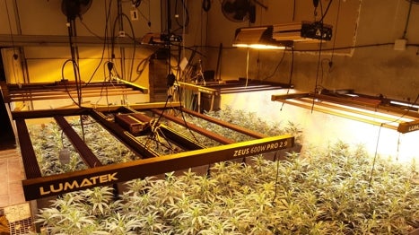 Cortar el enganche no basta: el fraude eléctrico que alimenta las plantaciones de marihuana