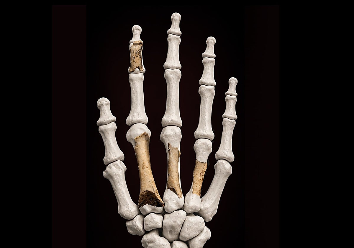 Los neandertales llegaron hasta Navarra: hallan una mano con ADN conservado