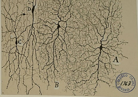 Imagen secundaria 1 - La exposición reúne más de 300 piezas, entre ellas dibujos originales de Ramón y Cajal, muestras de las célula inteligente Physarium e ingenios robóticos como RoboThespian, el robot actor 