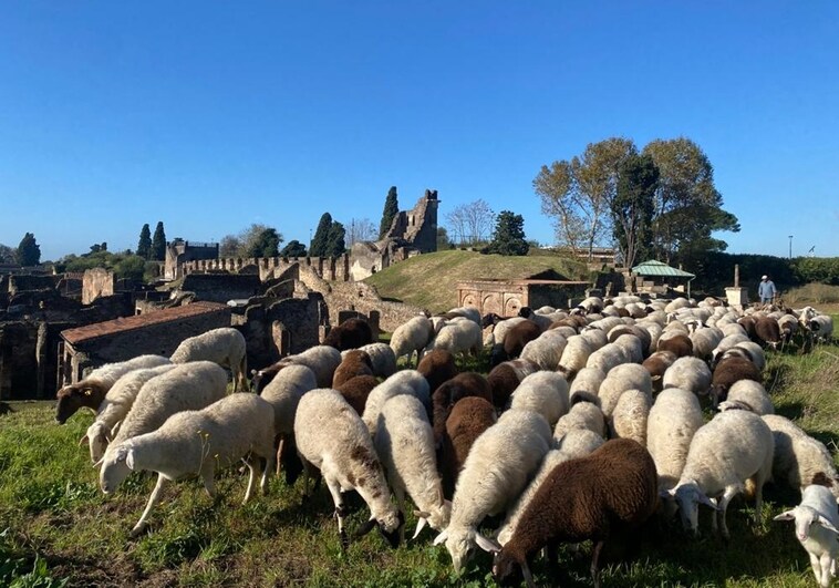 Pompeya 'ficha' a un rebaño de ovejas para acabar con la vegetación que rodea a la ciudad sepultada por el Vesubio