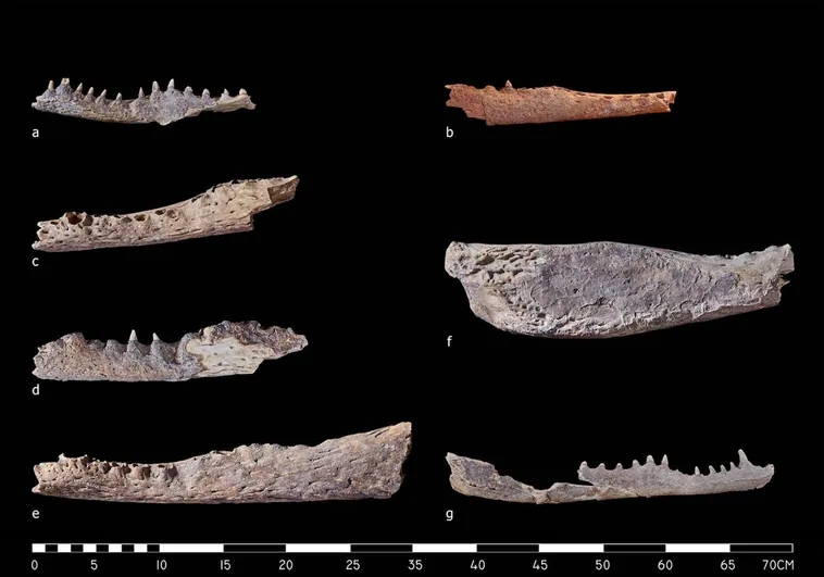 Hallan nueve misteriosas cabezas de cocodrilo en dos antiguas tumbas egipcias