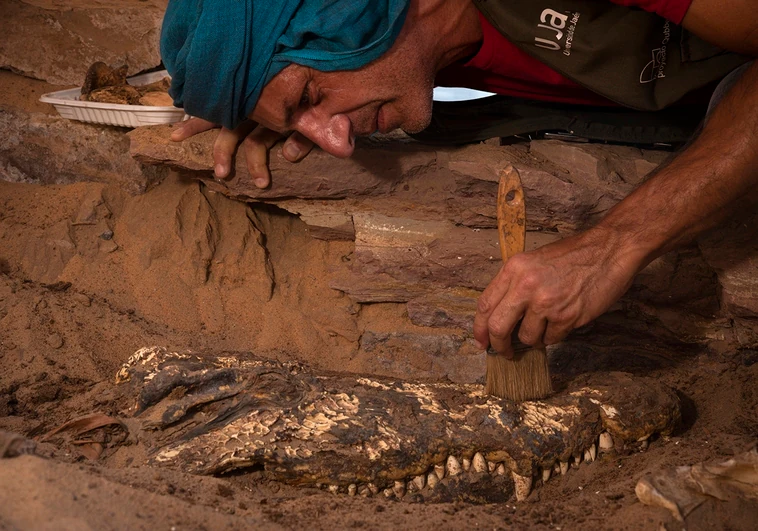 La rareza descubierta por arqueólogos españoles en Egipto: hallan una tumba con 10 momias de cocodrilos