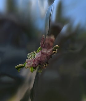 Imagen secundaria 2 - En un guiño al visionario discurso de Torcuato Luca de Tena, los artistas de la comunidad BYN serán conocidos como 'pintamonas'. Sobre estas líneas, NFTs de Laprisamata y Lola Zoido