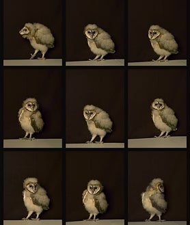 Imagen secundaria 2 - En las imágenes, algunos de los paisajes y retratos de la exposición malagueña de Pierre Gonnord