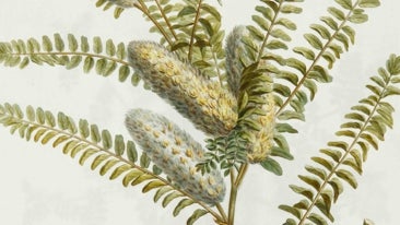 Linarejos Moreno y Rosell Messeguer