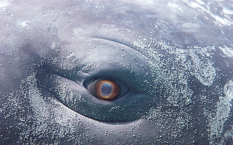 Imagen principal - En las imágenes, distintos momentos de la producción de Wu Tsang en el Museo Thyssen