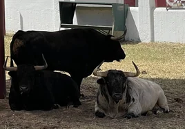 La vuelta de los toros al Batán por San Isidro ya es una realidad