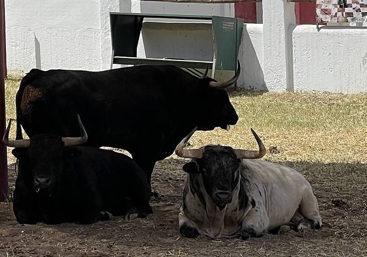Los toros del Parralejo, en uno de los corrales del Batán