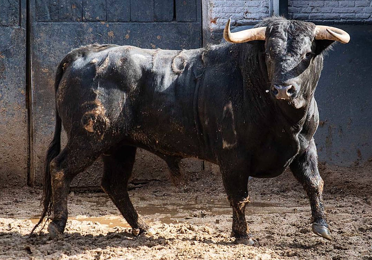 Segundo novillo de la tarde