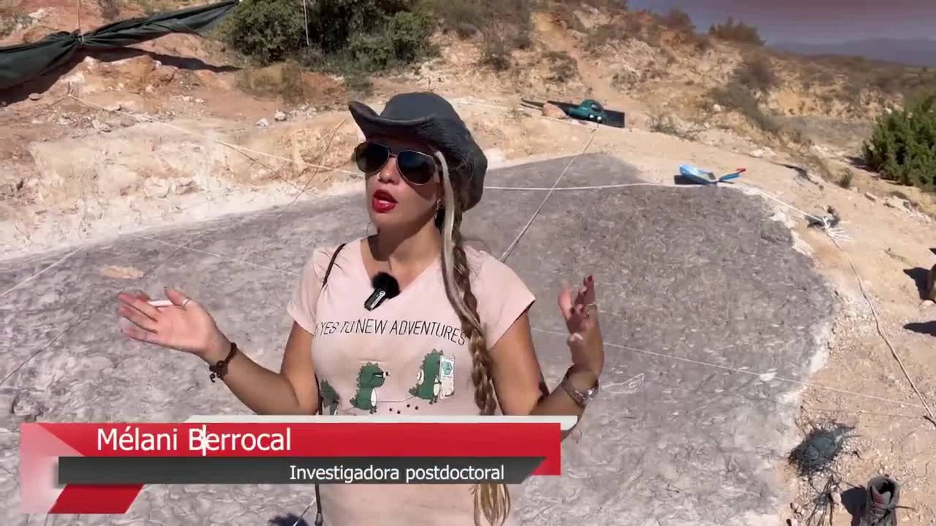 Aparecen nuevas huellas fósiles de vertebrados del Cretácico en Tamajón