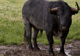 Preocupación en el mundo del toro con la llegada de Urtasun a Cultura por sus acciones «contra nuestro campo bravo»