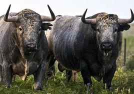 Mercado del toro bravo: baja el número de machos útiles y crece la demanda en las plazas