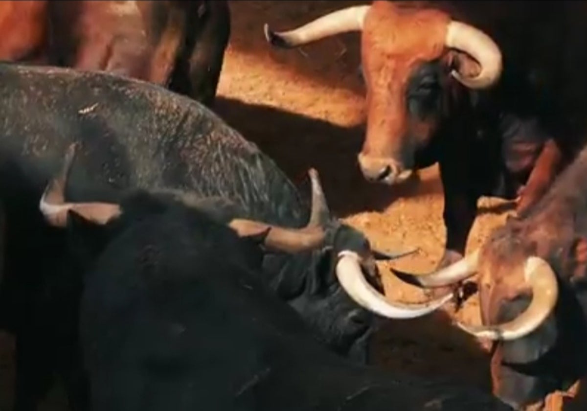 Los toros de Cuadri, en los corrales de Las Ventas