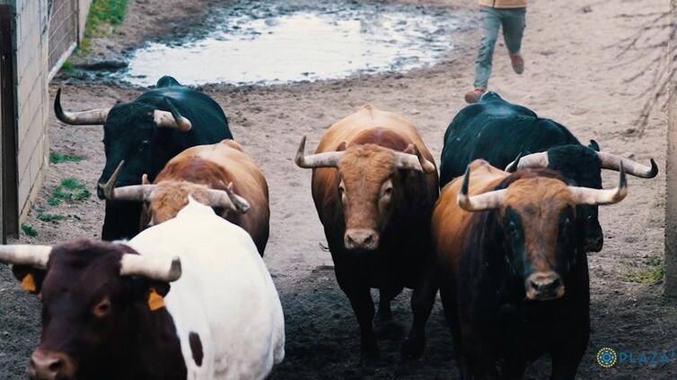 Los toros de Pedraza del Domingo de Resurrección ya están en los corrales de Las Ventas