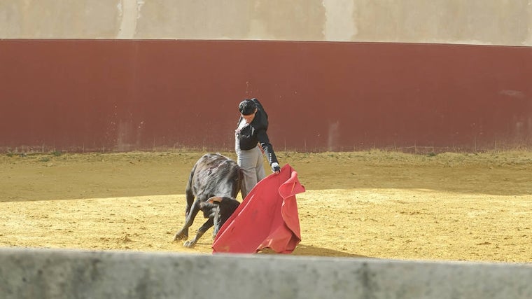 Alejandro Talavante al natural, con una becerra de El Parralejo