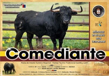 Comediante, el toro enmaromado de Benavente 2024