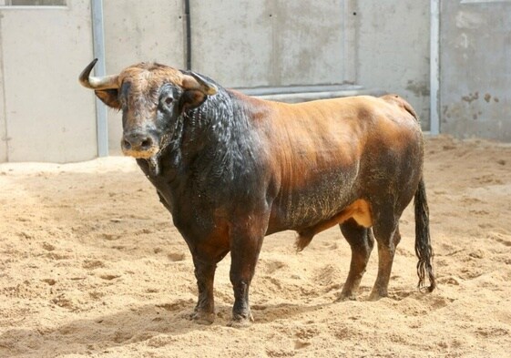 El toro Comunista, lidiado por Morante en la vuelta de las corridas a Ciudad Real