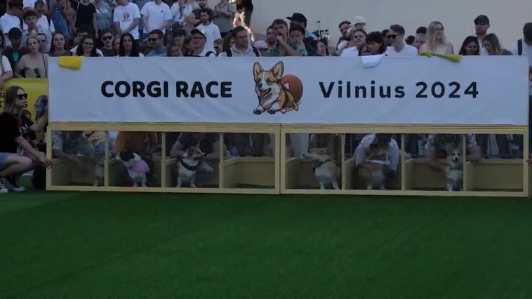 Realizan en Lituania concurso de corgis