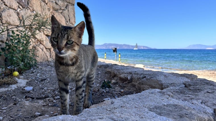 Uno de los gatos de Agistri que merodeaban durante la presentación de la novela