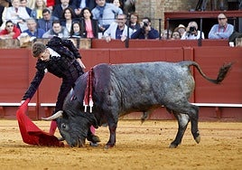 Victorino Martín disecará a Cobradiezmos para que sea expuesto en el museo de la Real Maestranza