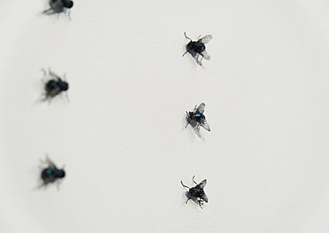 CRÍTICA DE:: 'The Fly', de Superflex en la galería Albarran Bourdais ...
