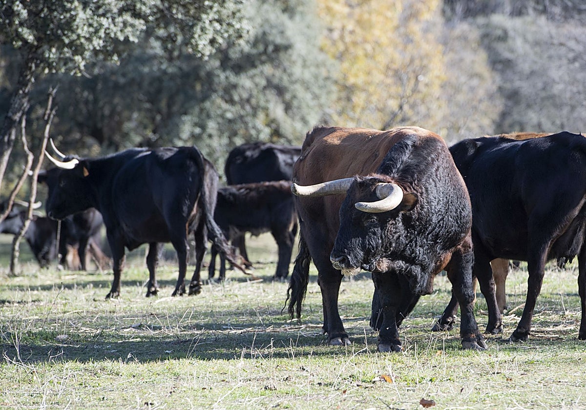 Guardianes de casta y bravura