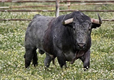 Romance de San Valentín en los toros bravos: Cobradiezmos y las 200 vacas que enviudaron