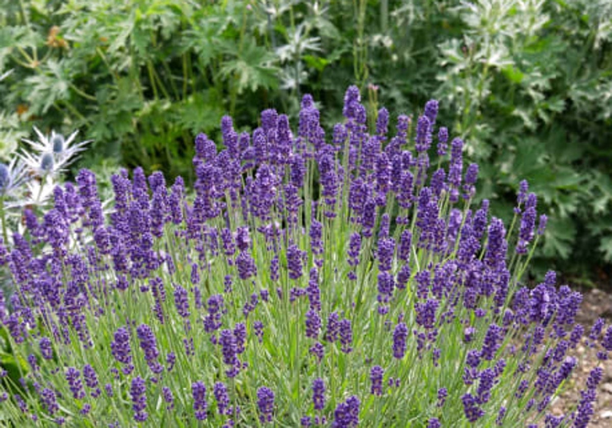 La lavanda