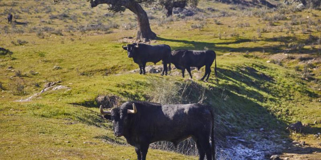 Ay, animalistas, si los toros firmaran