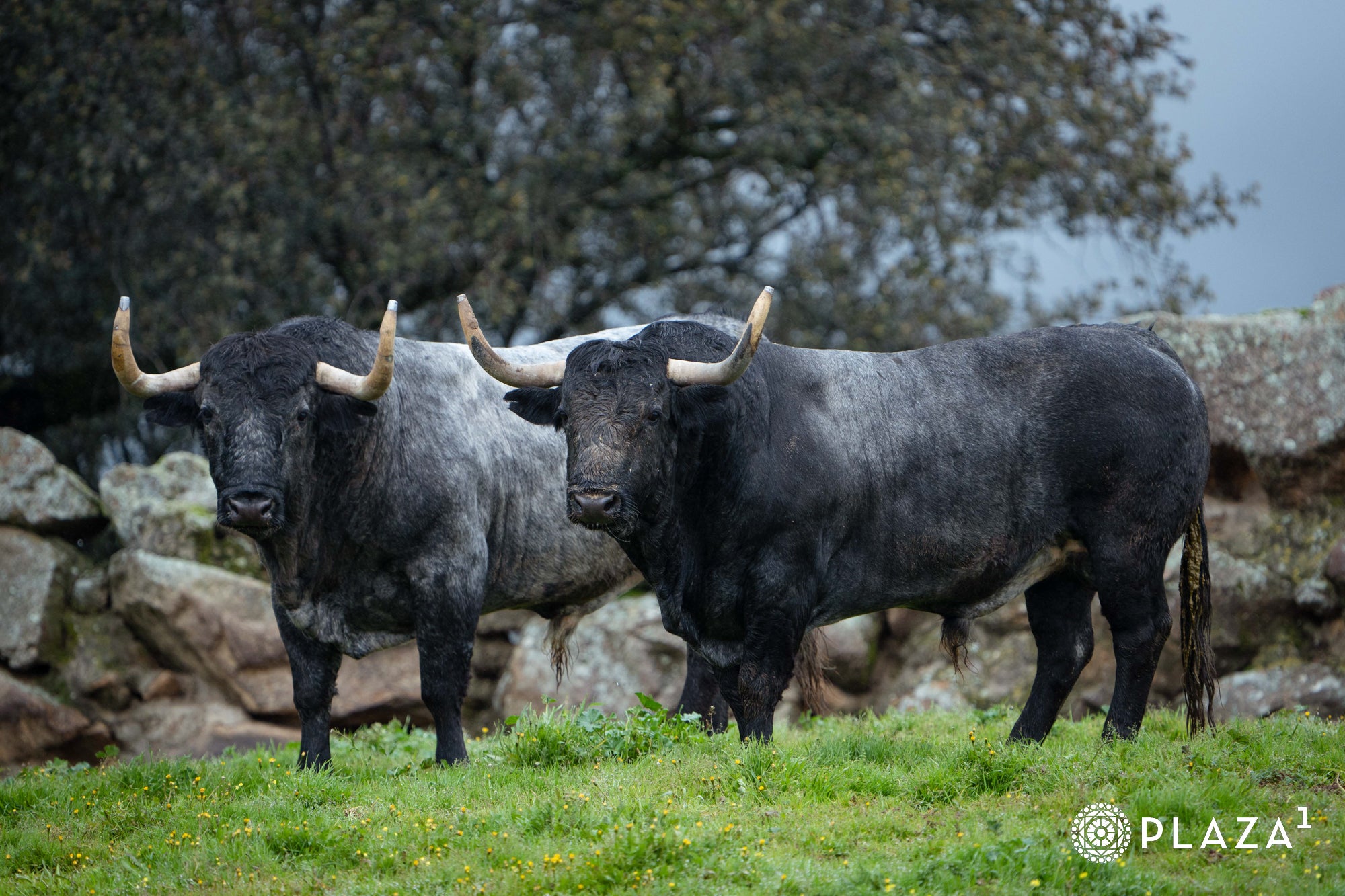Estos son los toros de Adolfo Martín que inaugurarán la temporada de Las Ventas