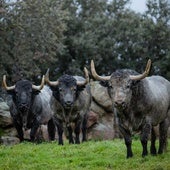 Los toros de Adolfo que se lidiarán en Las Ventas