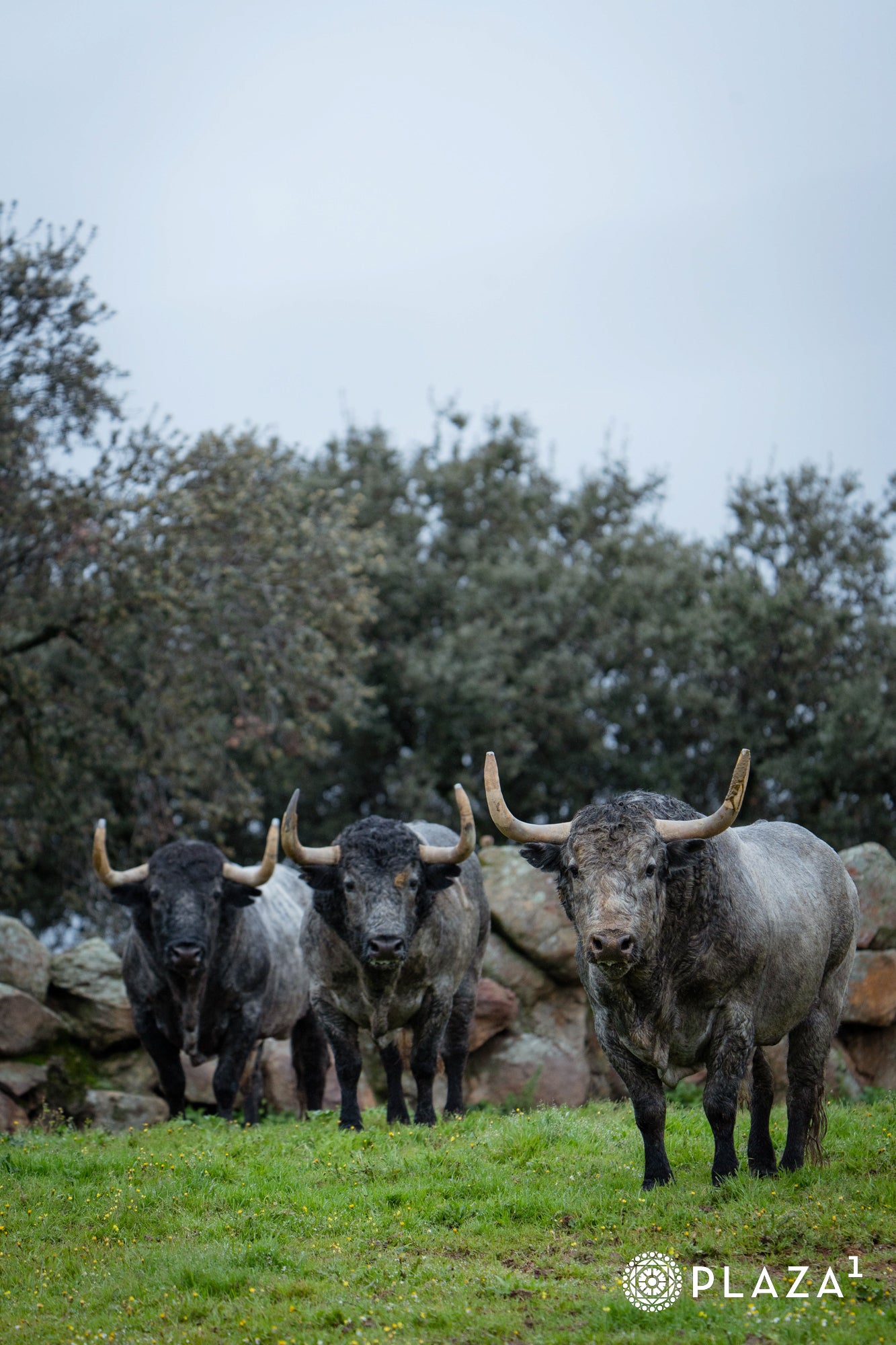Estos son los toros de Adolfo Martín que inaugurarán la temporada de Las Ventas