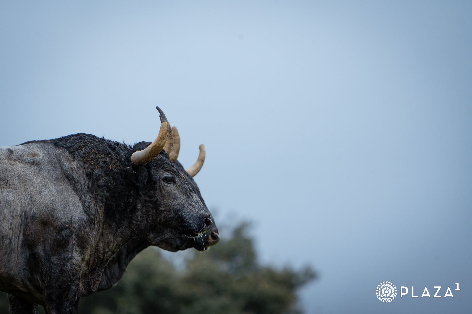 Estos son los toros de Adolfo Martín que inaugurarán la temporada de Las Ventas