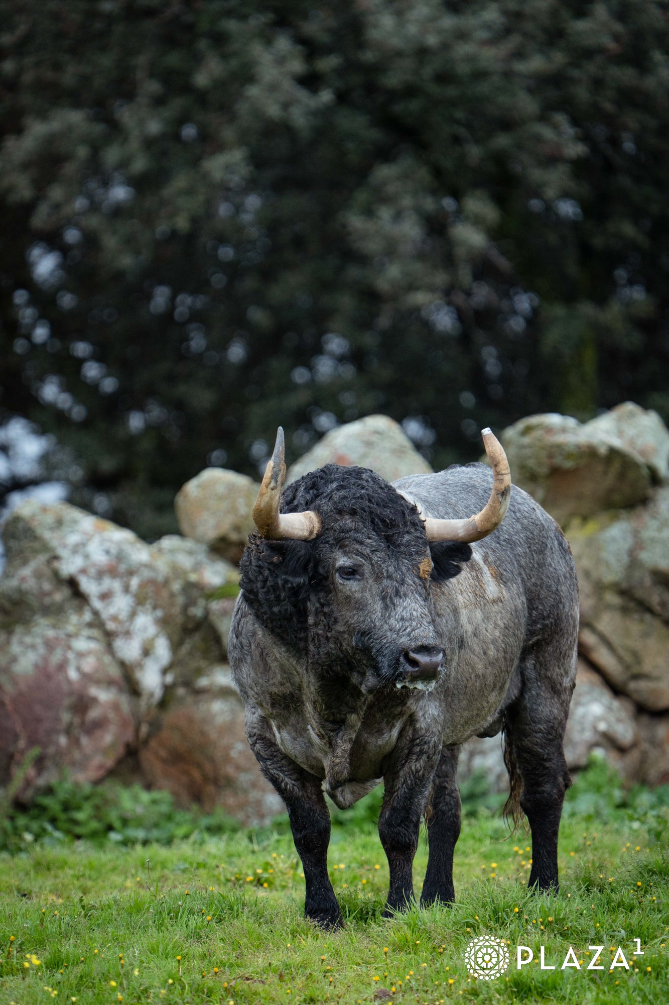 Estos son los toros de Adolfo Martín que inaugurarán la temporada de Las Ventas