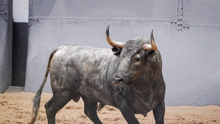 Todo listo en Las Ventas: los toros de Adolfo Martín, en los corrales; la lona piramidal, puesta