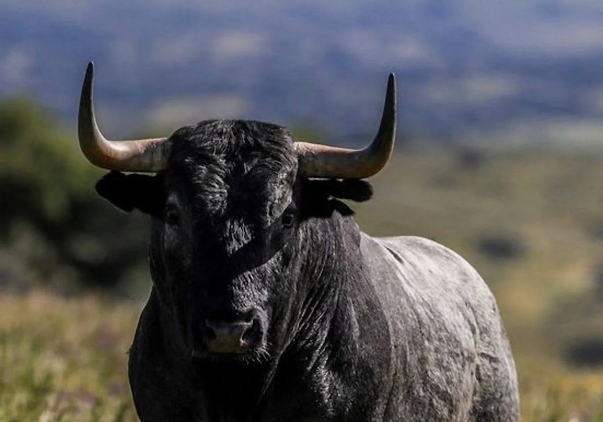 Toro en el campo