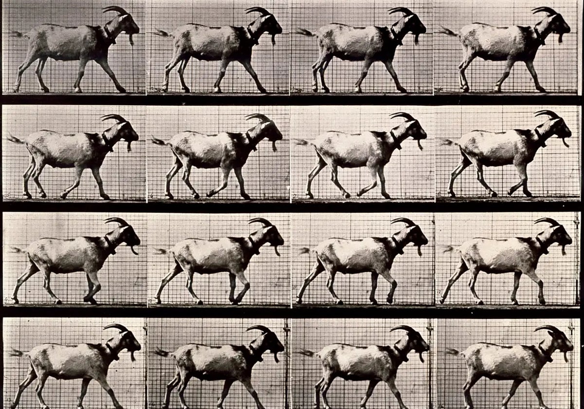 Uno de los estudios de Muybridge con una cabra