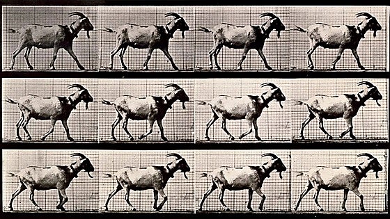 Eadweard Muybridge en el Museo Universidad de Navarra: la realidad nunca advertida