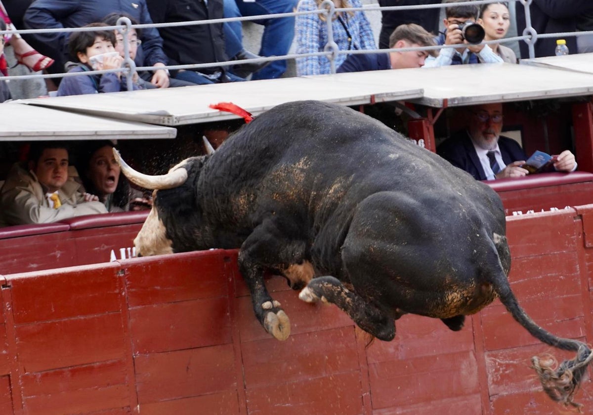 Vacilón, de Caras Blancas de Carpio, hace amagos de saltar al callejón